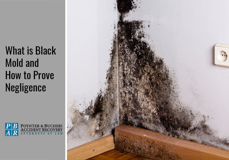 what is black mold