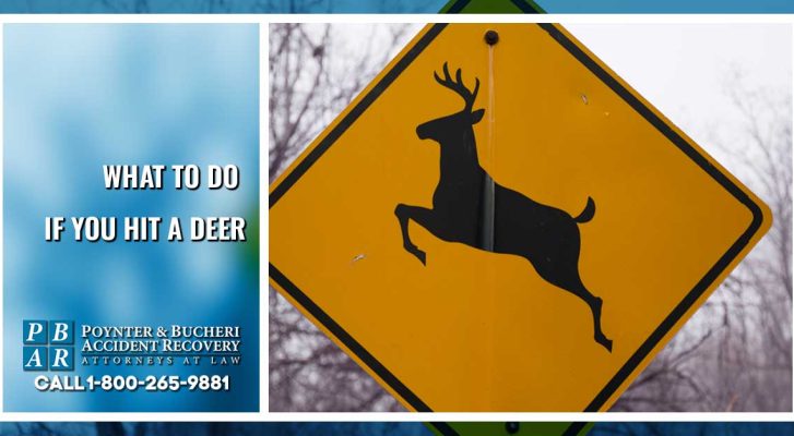 what to do if you hit a deer